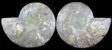 Cut & Polished Ammonite Fossil - Agatized #47714-1